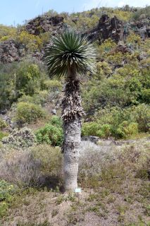 GC-Jardin Botanico Viera 2019-19.JPG